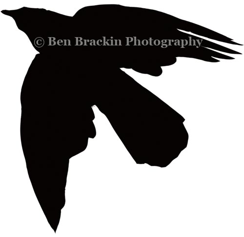 Pigeon by Ben Brackin