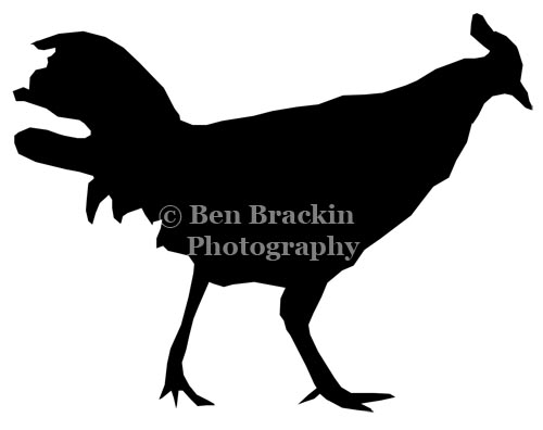 Kuaui Rooster by Ben Brackin