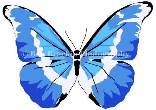 Butterfly by Ben Brackin