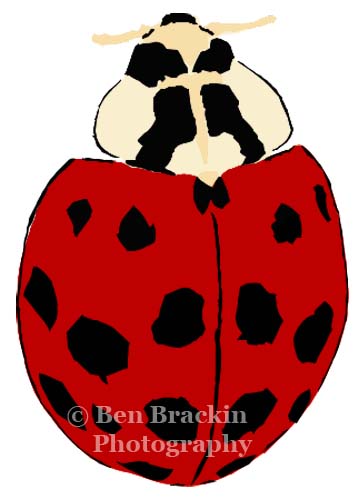 Lady Bug by Ben Brackin