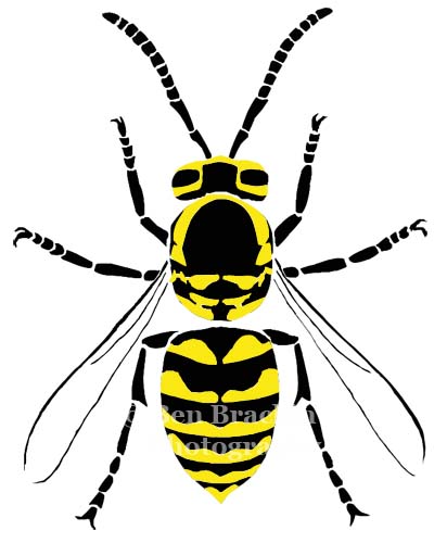 Yellow Jacket by Ben Brackin