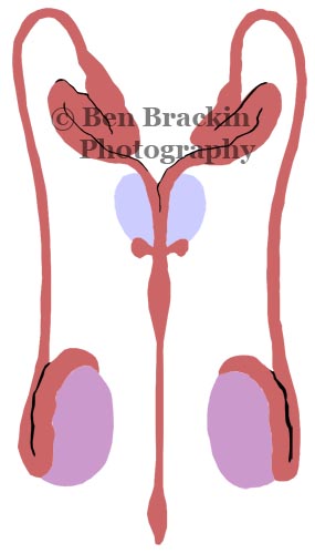 Man Business by Ben Brackin